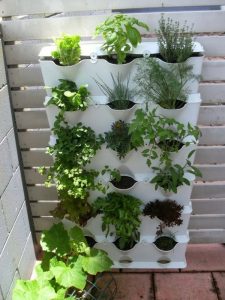 houseplants-easy-care-potted-plants-balcony-plant-herb-garden